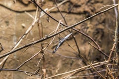 Praying mantis sits on a branch royalty free stock photo Praying mantis sits on a branch royalty free stock photo