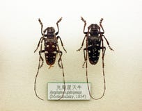 Insect specimen