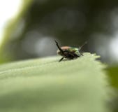 Insecte de juin sur une feuille photos libres de droits Insecte de juin sur une feuille photos libres de droits