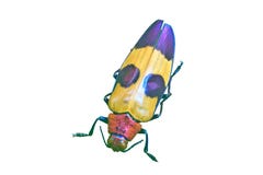 Insecte de Thaïlande image stock Insecte de Thaïlande image stock