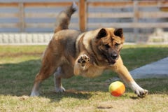 Insegua i giochi di inu di Akita della razza all'aperto con una palla fotografia stock libera da diritti Insegua i giochi di inu di Akita della razza all'aperto con una palla fotografia stock libera da diritti
