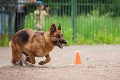 Insegua la concorrenza, l'addestramento del cane poliziotto, cani mettono in mostra immagini stock libere da diritti Insegua la concorrenza, l'addestramento del cane poliziotto, cani mettono in mostra immagini stock libere da diritti