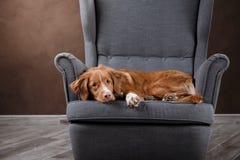 Insegua Nova Scotia Duck Tolling Retriever, cane del ritratto su un fondo di colore dello studio Immagini Stock Insegua Nova Scotia Duck Tolling Retriever, cane del ritratto su un fondo di colore dello studio Immagini Stock