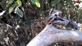 Insekten- und Viehim frühjahr Zeit stockbilder Insekten- und Viehim frühjahr Zeit stockbilder