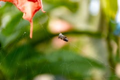 Insekty łapać w pułapkę na pająk sieci obrazy stock Insekty łapać w pułapkę na pająk sieci obrazy stock