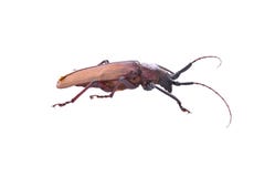 Insescts-Long-horned beetle on white background. royalty free stock photos Insescts-Long-horned beetle on white background. royalty free stock photos