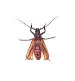 Insescts-Long-horned beetle on white background. stock photo Insescts-Long-horned beetle on white background. stock photo
