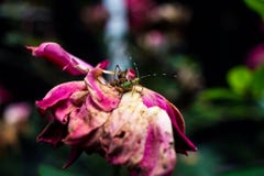 Insetto verde intenso su bella Rosa porpora e rosa anziana Fotografia Stock Libera da Diritti Insetto verde intenso su bella Rosa porpora e rosa anziana Fotografia Stock Libera da Diritti