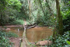 Insida den afrikanska rainforesten royaltyfri fotografi Insida den afrikanska rainforesten royaltyfri fotografi