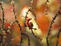 Picture of Dive of Philippines stock photography Picture of Dive of Philippines stock photography