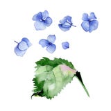 Insieme blu di progettazione floreale dell'ortensia dell'acquerello illustrazione di stock Insieme blu di progettazione floreale dell'ortensia dell'acquerello illustrazione di stock