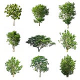 Insieme degli alberi isolati su fondo bianco fotografie stock Insieme degli alberi isolati su fondo bianco fotografie stock