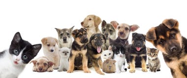 Insieme degli animali domestici immagine stock libera da diritti Insieme degli animali domestici immagine stock libera da diritti