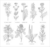 Insieme medico di vettore delle erbe royalty illustrazione gratis Insieme medico di vettore delle erbe royalty illustrazione gratis