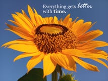 Inspiracyjna wycena Everything dostaje lepszy z czasem Z pięknym uśmiechniętym słonecznikowym okwitnięcia zbliżeniem b??kitne nie zdjęcie stock Inspiracyjna wycena Everything dostaje lepszy z czasem Z pięknym uśmiechniętym słonecznikowym okwitnięcia zbliżeniem b??kitne nie zdjęcie stock
