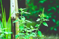 Installatie van de Tulasi de groene boom royalty-vrije stock afbeelding Installatie van de Tulasi de groene boom royalty-vrije stock afbeelding