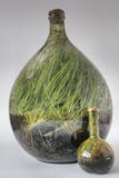 Installaties die in een groot Glas Terrarium na verscheidene Jaren groeien stock foto's Installaties die in een groot Glas Terrarium na verscheidene Jaren groeien stock foto's