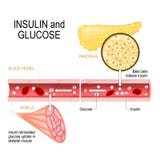 Insulina in pancreas e glucosio in muscolo illustrazione vettoriale Insulina in pancreas e glucosio in muscolo illustrazione vettoriale