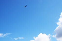 Intense and beatiful blue sky with clouds and bird stock photo Intense and beatiful blue sky with clouds and bird stock photo
