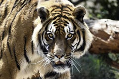 Intensiv Bengal Tiger Stare panthera tigris tigris fotografering för bildbyråer Intensiv Bengal Tiger Stare panthera tigris tigris fotografering för bildbyråer