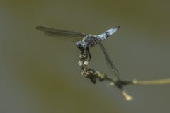 Intercettore blu (fulva di Libellula) immagine stock Intercettore blu (fulva di Libellula) immagine stock