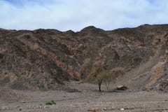 Interessante rotsvormingen in Timna-park, Negev-woestijn, wildernis in Zuid-Israël, Eilat stock afbeelding Interessante rotsvormingen in Timna-park, Negev-woestijn, wildernis in Zuid-Israël, Eilat stock afbeelding