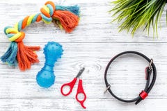 Interessieren Sie sich für Haustier mit Spielwaren und Pflegenausrüstung auf Draufsicht des weißen hölzernen Hintergrundes lizenzfreies stockbild Interessieren Sie sich für Haustier mit Spielwaren und Pflegenausrüstung auf Draufsicht des weißen hölzernen Hintergrundes lizenzfreies stockbild