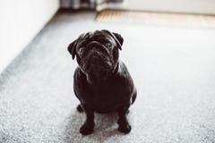 Interested surprised black pug standing on hotel floor Stock Images Interested surprised black pug standing on hotel floor Stock Images