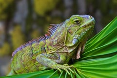 An interesting detail in nature. Portrait of a green iguana close up. Brown and green color in the background. stock images An interesting detail in nature. Portrait of a green iguana close up. Brown and green color in the background. stock images
