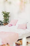 Interior of light bedroom with pink pillows and ficus royalty free stock image Interior of light bedroom with pink pillows and ficus royalty free stock image