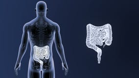 Intestine zoom with Skeleton Body