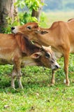 Intimate Cow With Love Stock Images