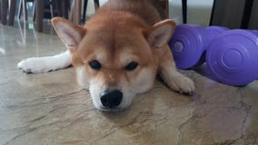 Inu Shiba разрабатывает стоковое изображение rf Inu Shiba разрабатывает стоковое изображение rf