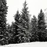 Inverno imagem de stock royalty free Inverno imagem de stock royalty free