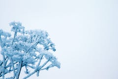 inverno, um ramo de uma planta seca coberta com a geada, ao r Imagens de Stock Royalty Free inverno, um ramo de uma planta seca coberta com a geada, ao r Imagens de Stock Royalty Free