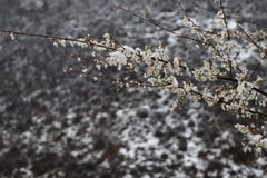 Invierno hermoso del pájaro, árbol, naturaleza, nieve, rama, helada, frío, blanco, primavera, hielo, cielo, plumas coloridas del imágenes de archivo libres de regalías Invierno hermoso del pájaro, árbol, naturaleza, nieve, rama, helada, frío, blanco, primavera, hielo, cielo, plumas coloridas del imágenes de archivo libres de regalías