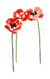 Inzameling van de bloemen van de waterverfpapaver stock illustratie Inzameling van de bloemen van de waterverfpapaver stock illustratie