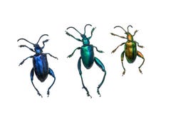 Inzameling van grondkevers (carabidae), op witte rug wordt geïsoleerd die stock fotografie Inzameling van grondkevers (carabidae), op witte rug wordt geïsoleerd die stock fotografie