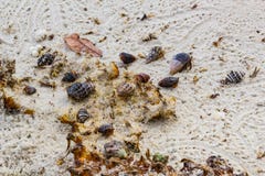 Inzameling van kluizenaarkrabben in shells op de eilanden van de Baai van Phang Nga dichtbij Phuket, Thailand royalty-vrije stock foto's Inzameling van kluizenaarkrabben in shells op de eilanden van de Baai van Phang Nga dichtbij Phuket, Thailand royalty-vrije stock foto's