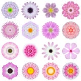 Inzamelings Diverse Roze Concentrische die Bloemen op Wit worden geïsoleerd royalty-vrije stock foto's Inzamelings Diverse Roze Concentrische die Bloemen op Wit worden geïsoleerd royalty-vrije stock foto's