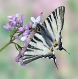 iphiclides podalirius Στοκ Εικόνες iphiclides podalirius Στοκ Εικόνες
