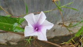 Ipomoea Reptana Poir royalty free stock images Ipomoea Reptana Poir royalty free stock images