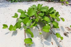 Ipomoea στην παραλία στοκ εικόνες Ipomoea στην παραλία στοκ εικόνες