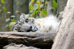 Irbis Snow Leopard Uncia Uncia Lying Resting Looking Mother Cute Stock Photo royalty free stock photography Irbis Snow Leopard Uncia Uncia Lying Resting Looking Mother Cute Stock Photo royalty free stock photography