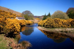 ireland fjäder ireland fjäder
