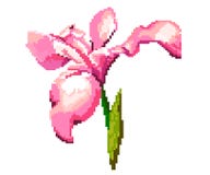 Iride su un fondo bianco Illustrazione del pixel del fiore illustrazione di stock Iride su un fondo bianco Illustrazione del pixel del fiore illustrazione di stock