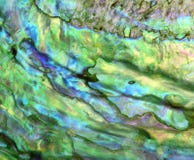 Iridescent Shell Royalty Free Stock Photography Iridescent Shell Royalty Free Stock Photography