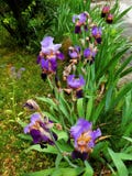 Iris de jardin d'agr?ment de deux tons pourpre et bleu apr?s la pluie photographie stock libre de droits Iris de jardin d'agr?ment de deux tons pourpre et bleu apr?s la pluie photographie stock libre de droits