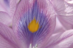 Iris Flower Background Royalty Free Stock Photography