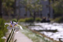 Iris flower on blurred background of a pond in a city Park stock images Iris flower on blurred background of a pond in a city Park stock images